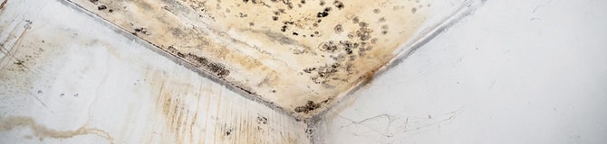 mold in home