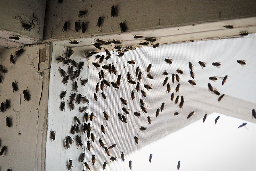 Upgrade Your Windows for a Bug-Free, Fresh Air Summer